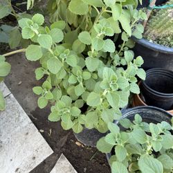 Plantas Vaporub Y Orégano Orejón 