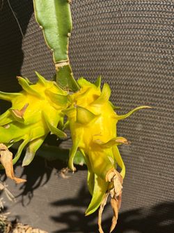Yellow skin dragon fruit plant