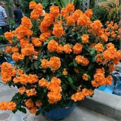 crosandra  marmalade  plant in 3gal