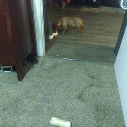 Kennel