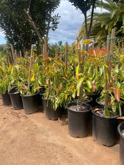 Avocado Trees- Apple Trees- Fig Trees- Plum Trees- Guava Trees- Cherry Trees- Pomegranate Trees- Loquat Trees-