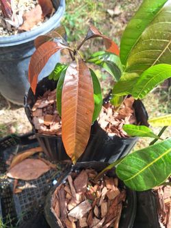 Mango Seedlings for sale 🔥