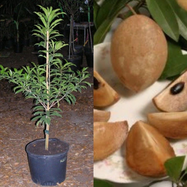 Sapodilla Nesaberry Grafted Trees 3gal Arboles De Sapote Chico Nispero Injertados 3gal