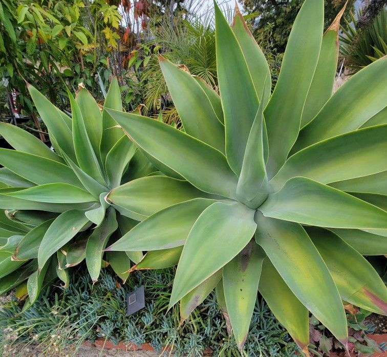 Foxtail   Agave