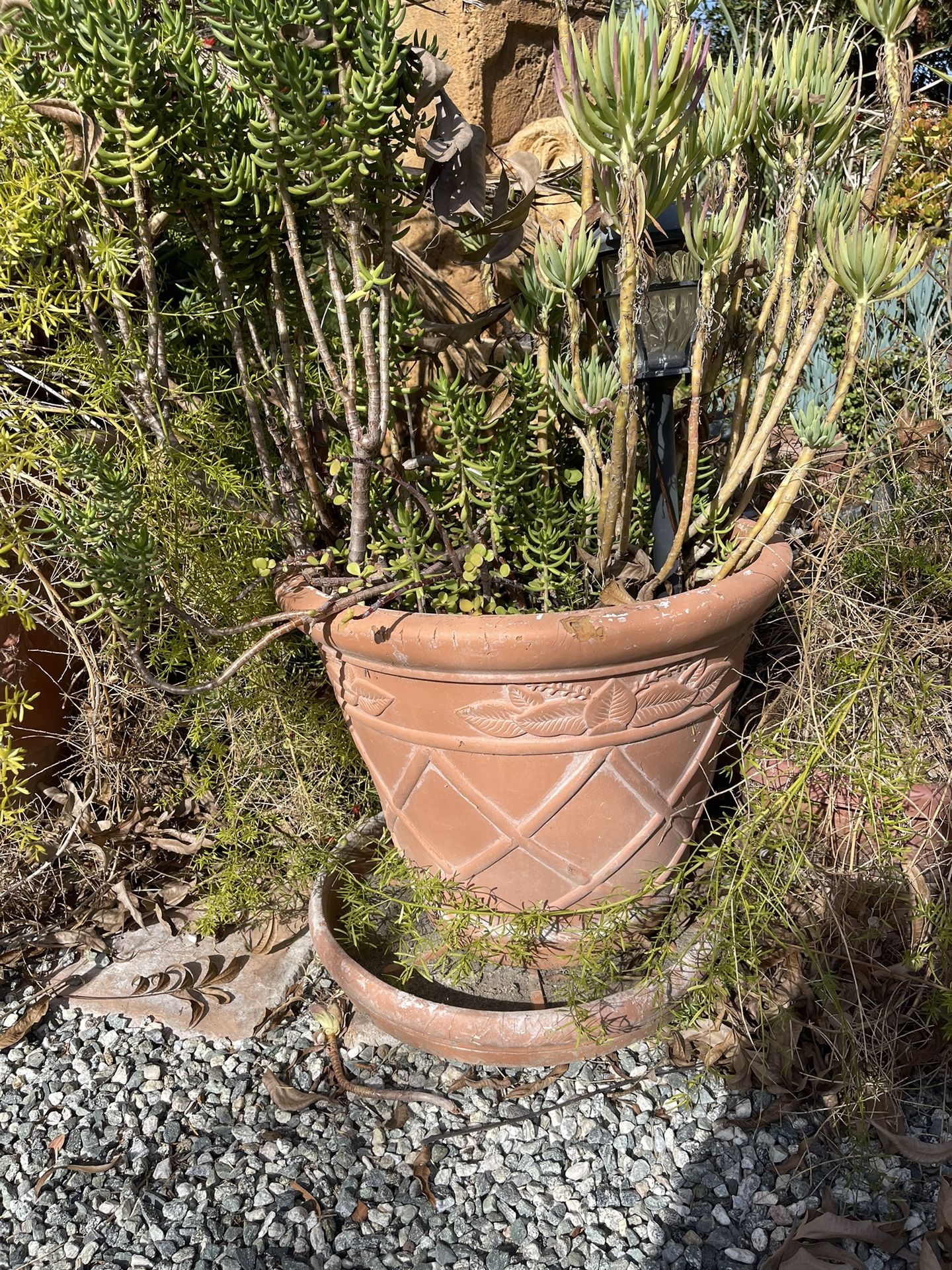 Large Potted Plants With Plants