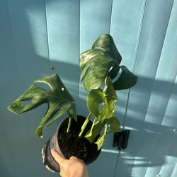 Monstera Deliciosa