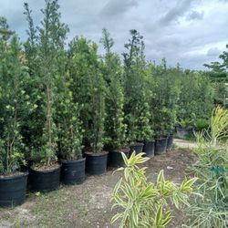 Podocarpus privacy hedges on sale $45