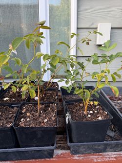 Retired English Roses