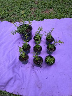 Pomegranate tree Clippings.
