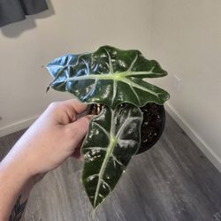 Alocasia Polly Plants