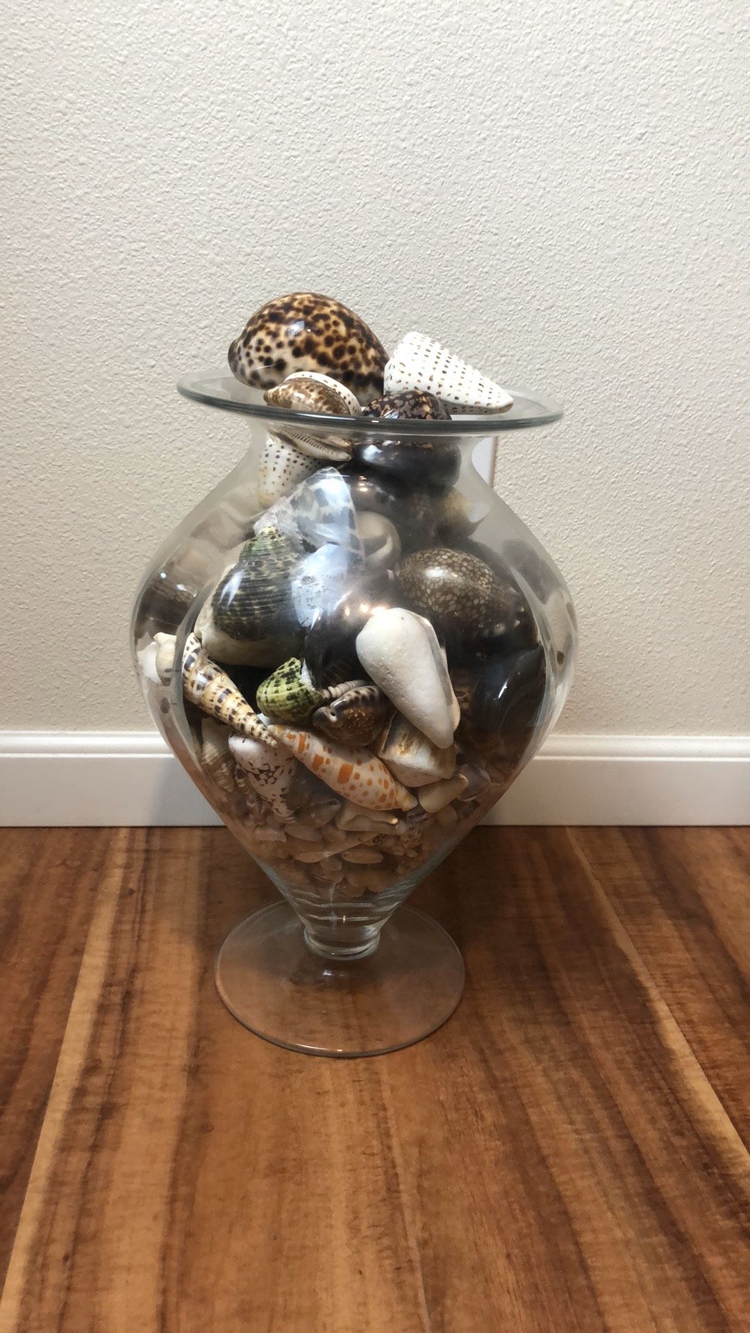Vauble Shells Rare Handpicked Hawaiian Valuable Shells for Sale in Kaneohe, HI - OfferUp