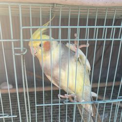 Se Vende Gaula amarilla Y Una blanca Buen Presio