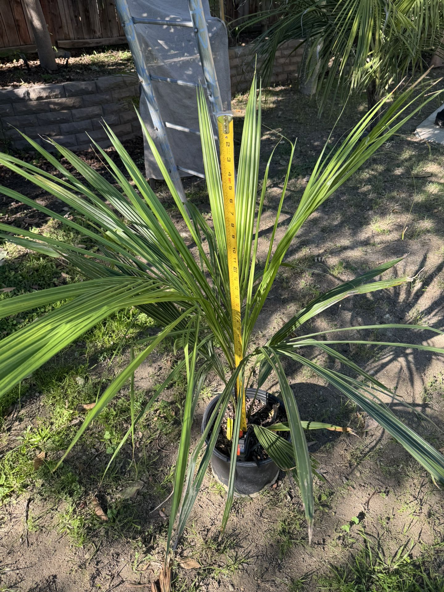 Beccariophoenix Alfredii(High Plateau Coconut) Palm Tree