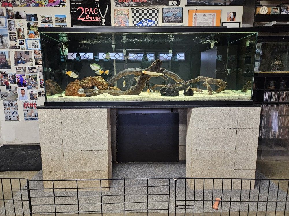 Fish Tank