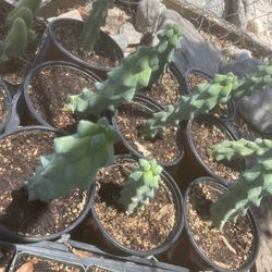 Boobie Cactus 