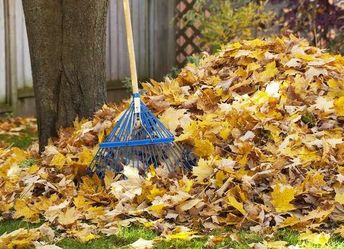 Fall Cleanup 