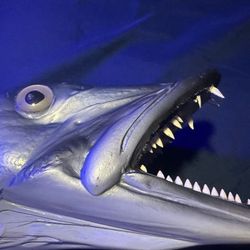 Barracuda Taxidermy