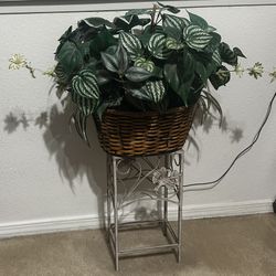 Plant Decor