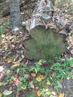 Red cedar logs free