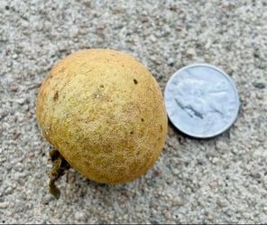 LT2 Jumbo Variety Longan Fruit Tree - flowering