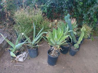 Plants $20 Each