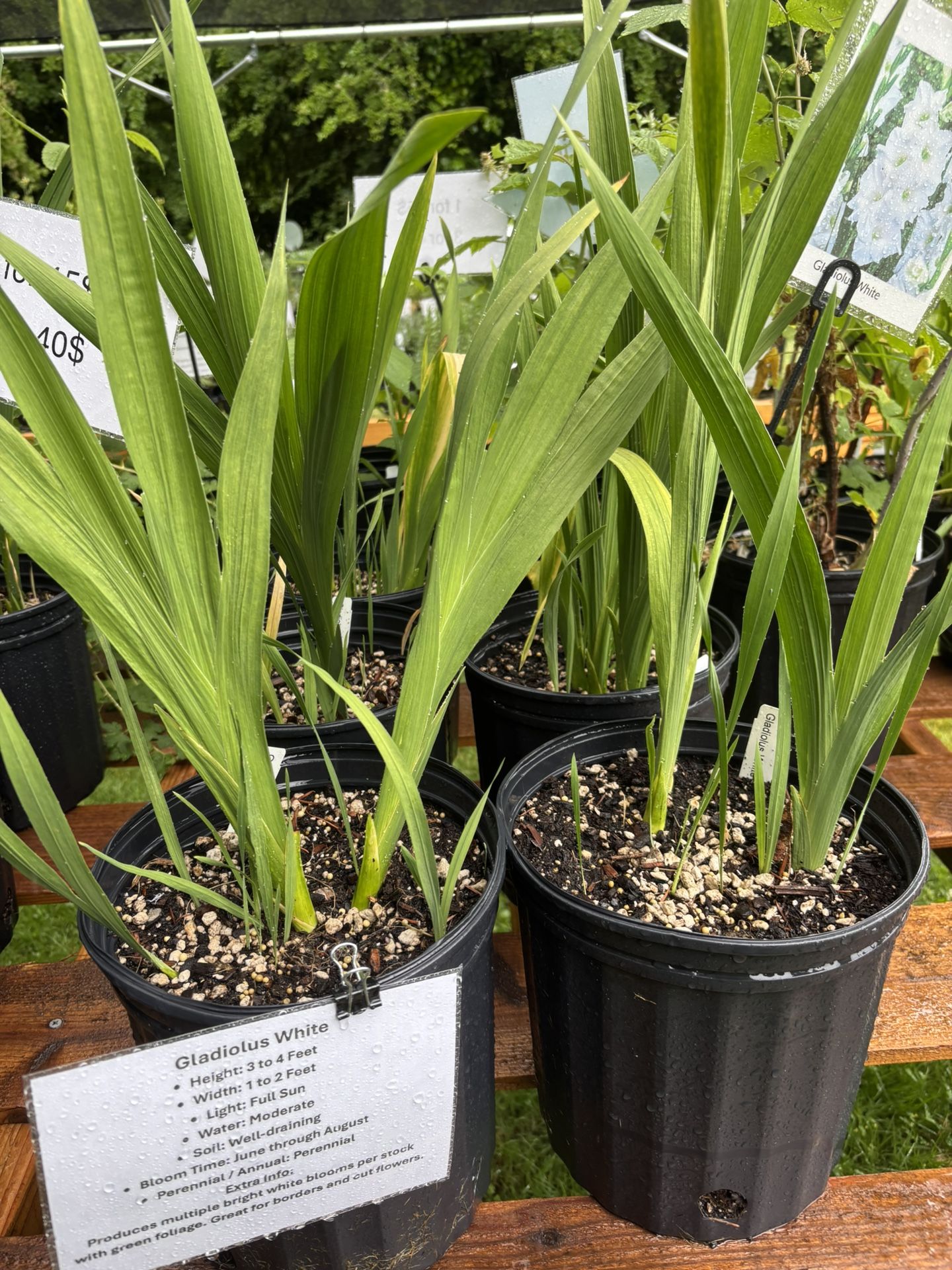 Gladiolus Plants