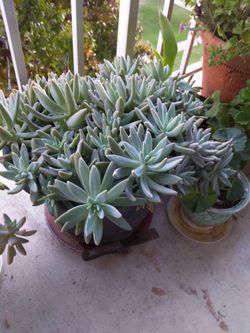 Big Plastic Planter With Jerusalem Stars 