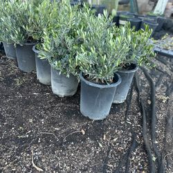 5g Little Olives $15 Each