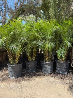 Pygmy Date Palms🌴
