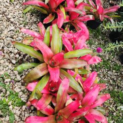 Bromeliad “Magali” – Vibrant Tropical Beauty in 8” Pot 🌿