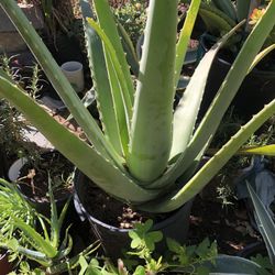 Selling Trees And Small Plants