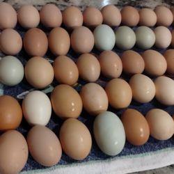 Fresh eggs 