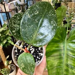 Hoya Verticillata Heartleaf Splash