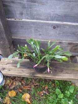 Christmas Cactus 🌵 in 6" plastic pot. Raspberry color 