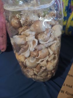 Bulk Mixed Seashells in Bag