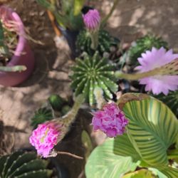 Cactus Lili 