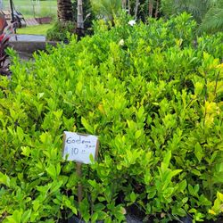 Gardenia 3 Gallons 