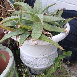 Aloe IN. Pot