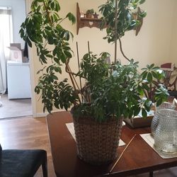 Indoor Plant Lot All 4 