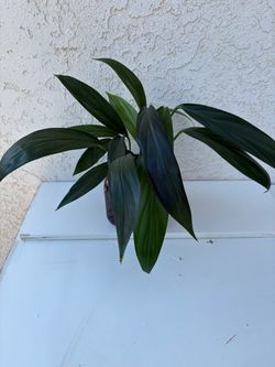 Epipremnum Amplissimum