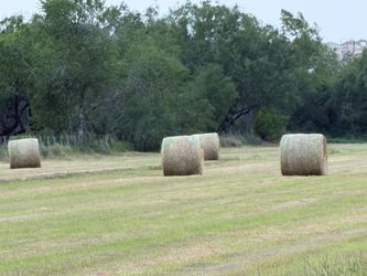 Hay for sale 50