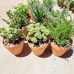 Succulents In Terracotta Pots 