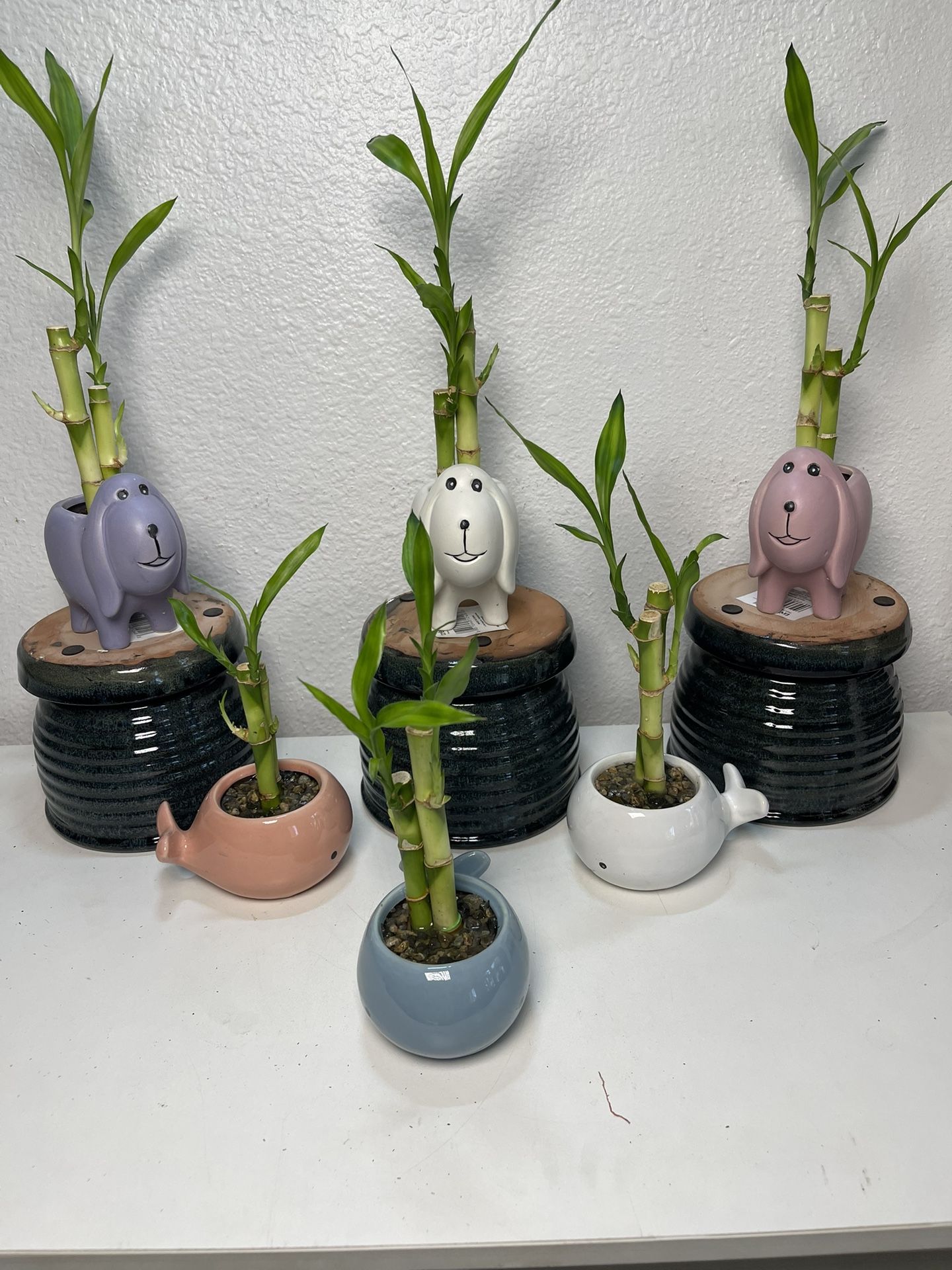 Lucky Bamboo Plants $5 each With Animals Pots.