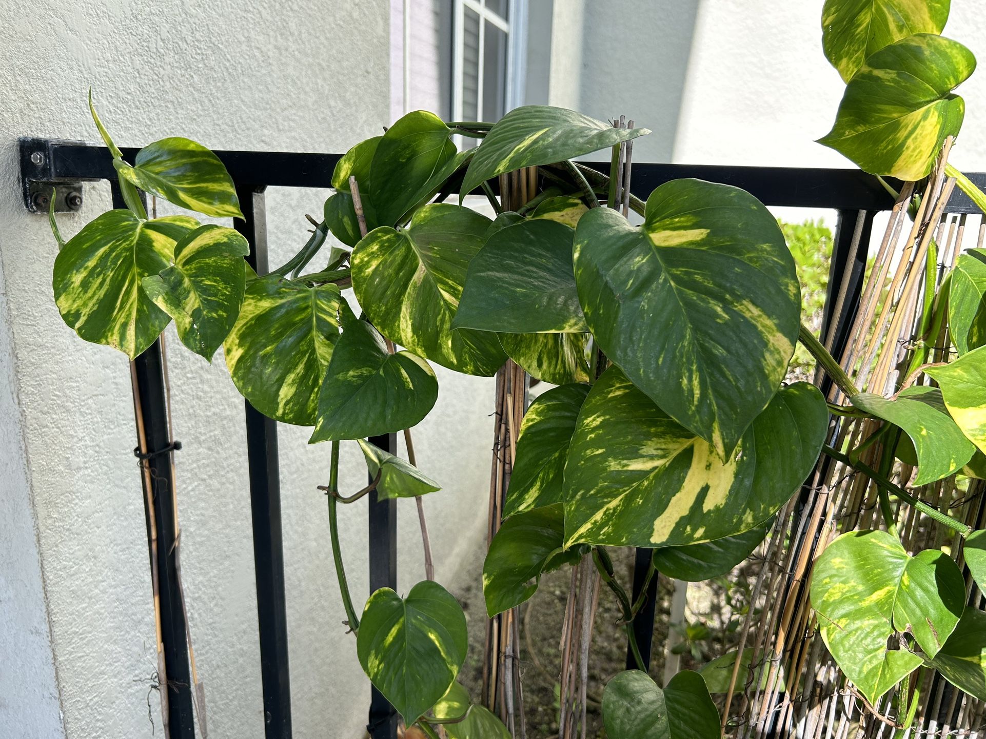 Pothos Plant Cuttings