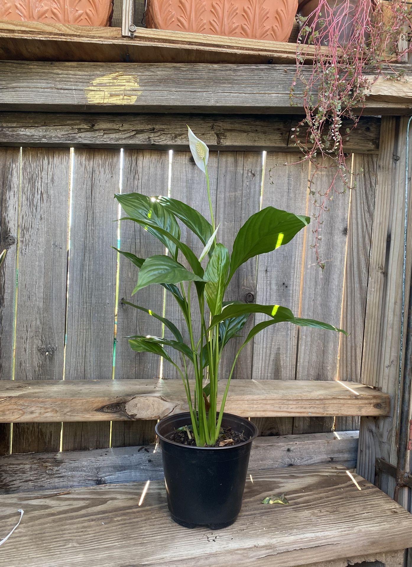 Indoor Peace lily Plant