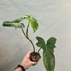 Philodendron Golden Dragon 🐉 Plant 