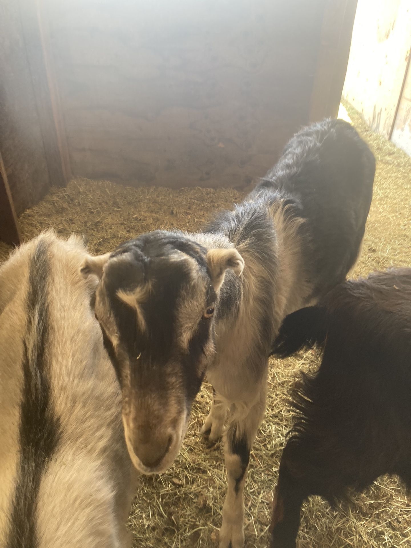Chivo For Sale Price Is For Each