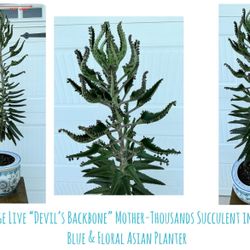 Very Large Live “Devil’s Backbone” Mother-Thousands Succulent in White, Blue & Floral Asian Planter