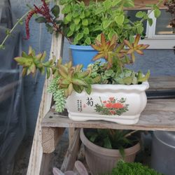 Succulent Mix With Ceramic Planter $30