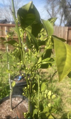 , Orange , lime , and more